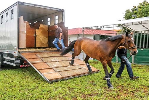 O Passaporte Equestre deve se tornar um documento padronizado e único para transporte de animais no Tocantins - Foto: Divulgação.